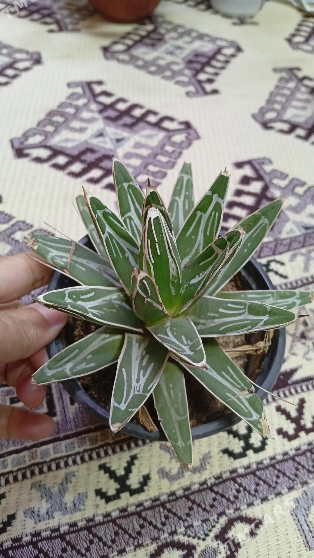 Guller - Туркменбаши - img 5