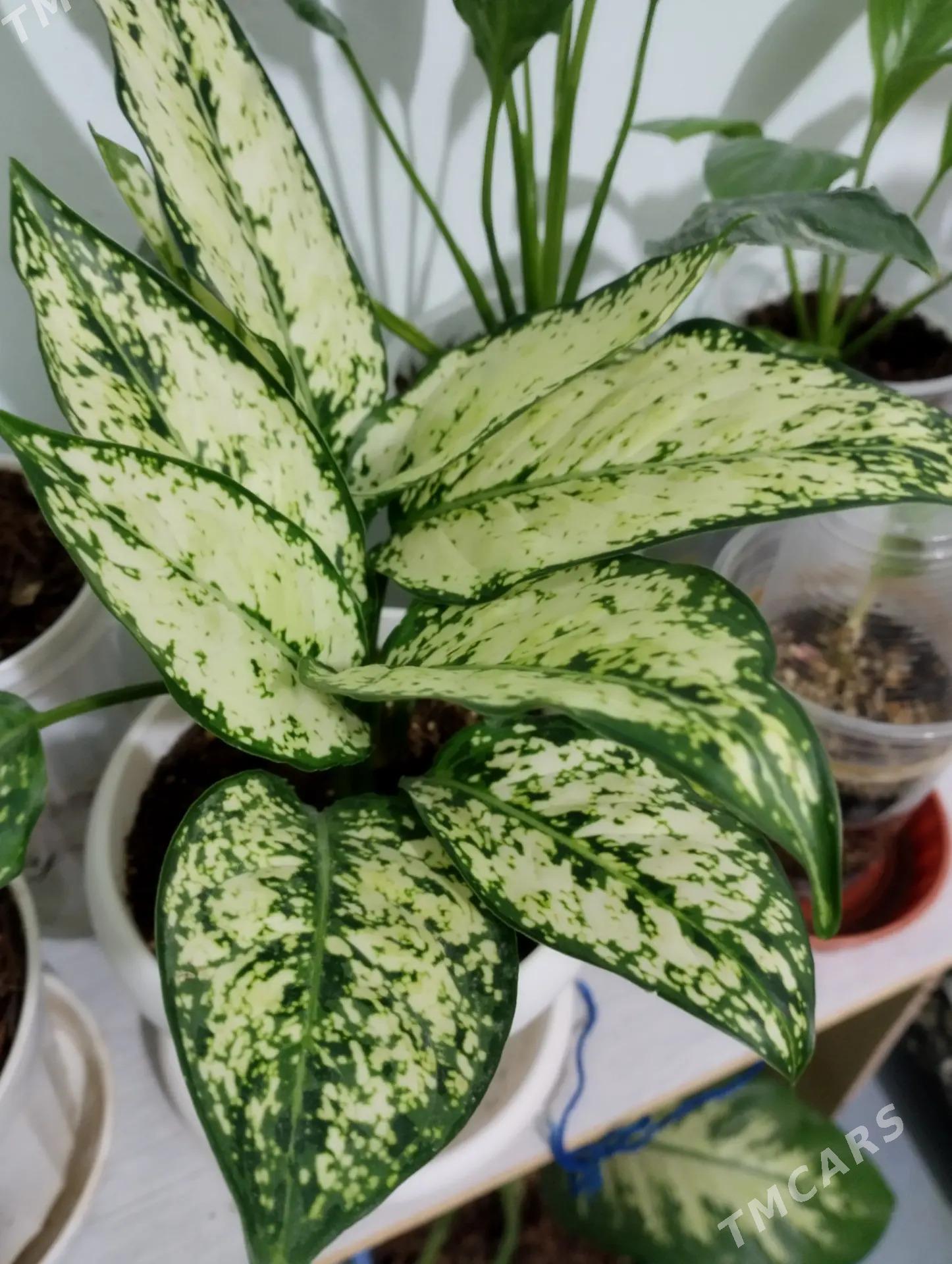 Guller - Туркменбаши - img 4