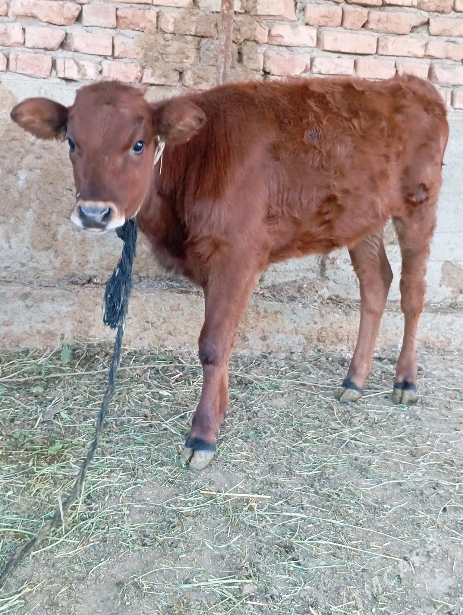 Goleli sygyr - Bäherden - img 2