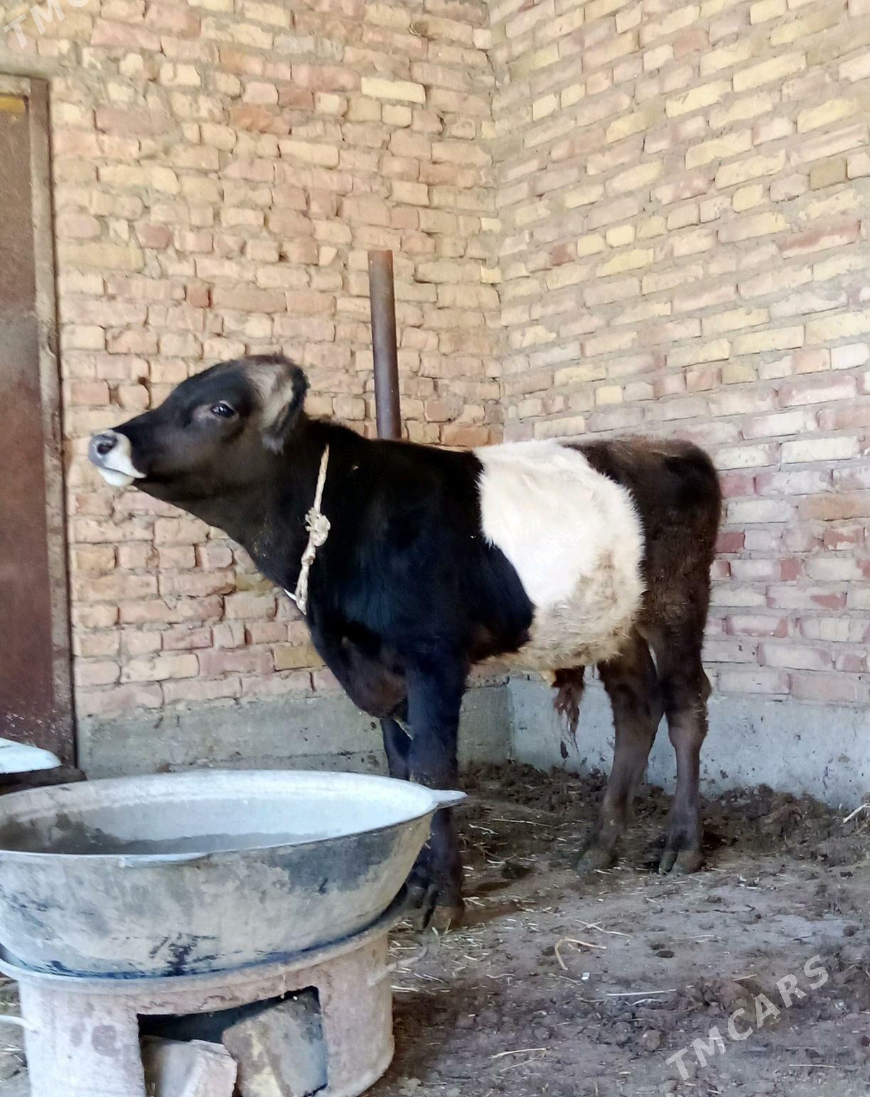 Tohum Öküz Gibrit 8 aýynda - Гёкдепе - img 4