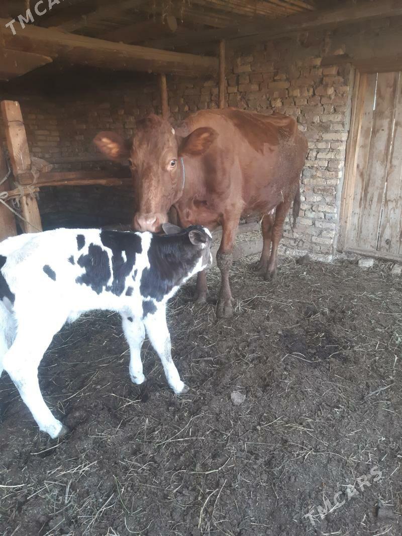 Arassa burlat sygyr - Çärjew - img 3