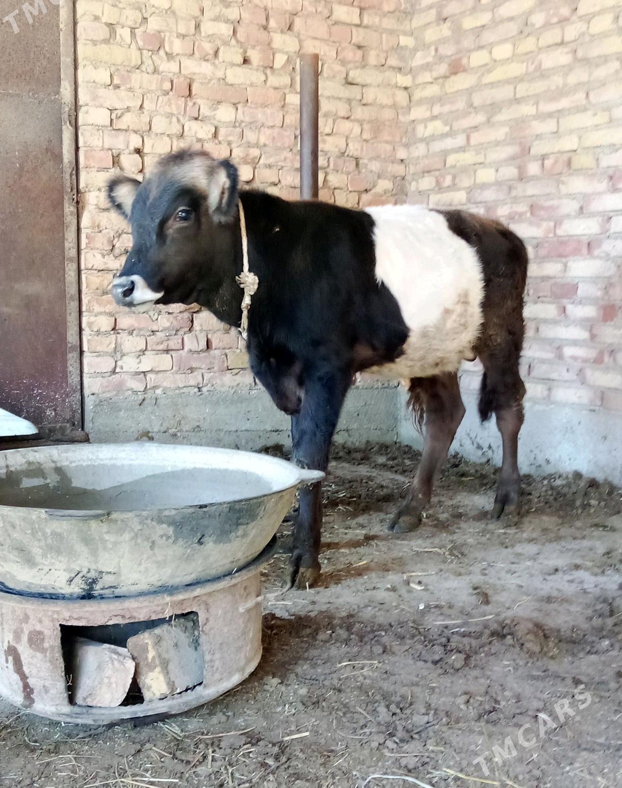 Tohum Öküz Gibrit 8 aýynda - Гёкдепе - img 6