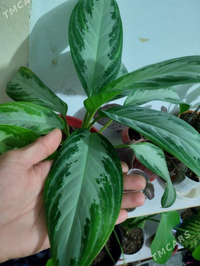 Guller - Туркменбаши - img 9