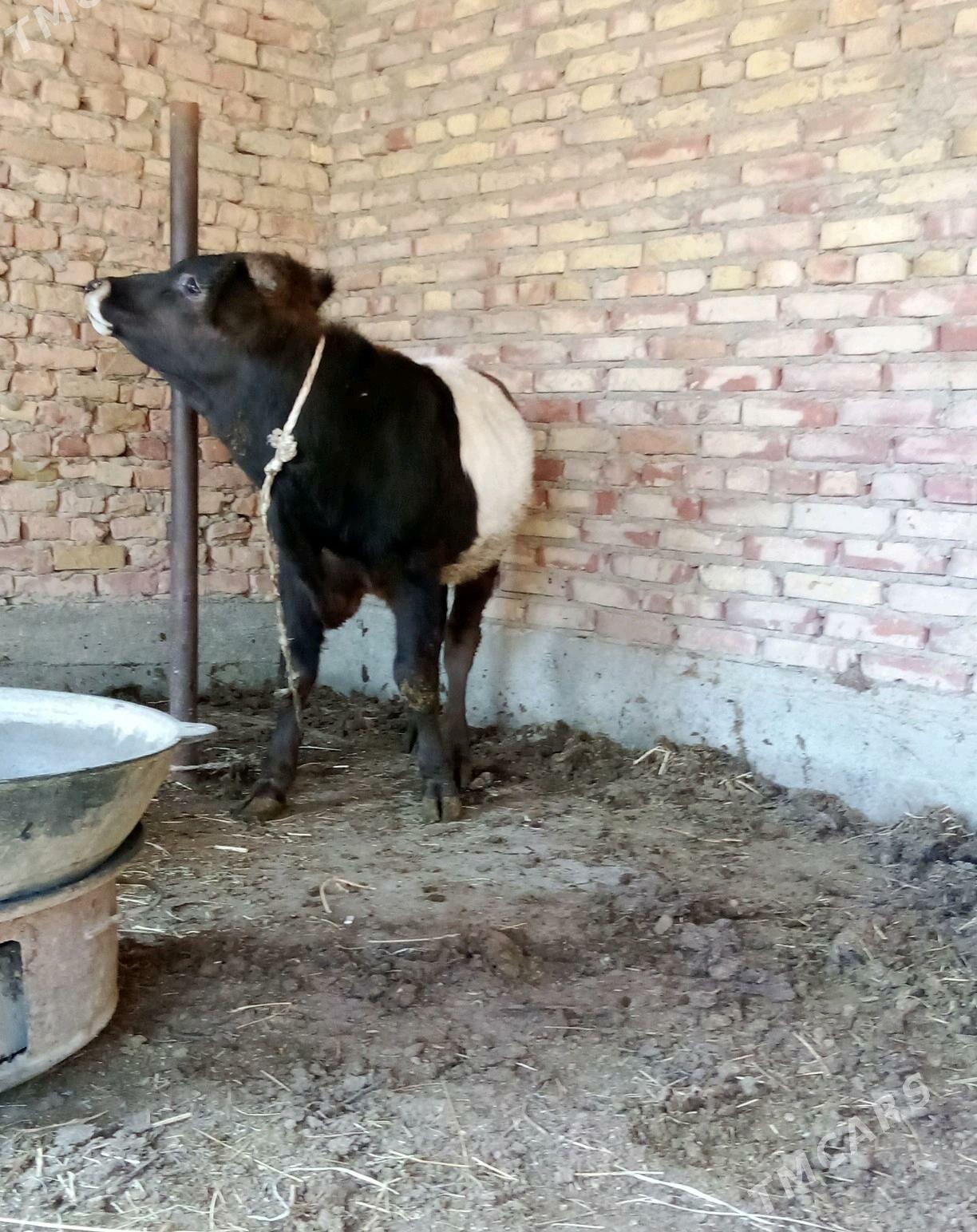 Tohum Öküz Gibrit 8 aýynda - Гёкдепе - img 5