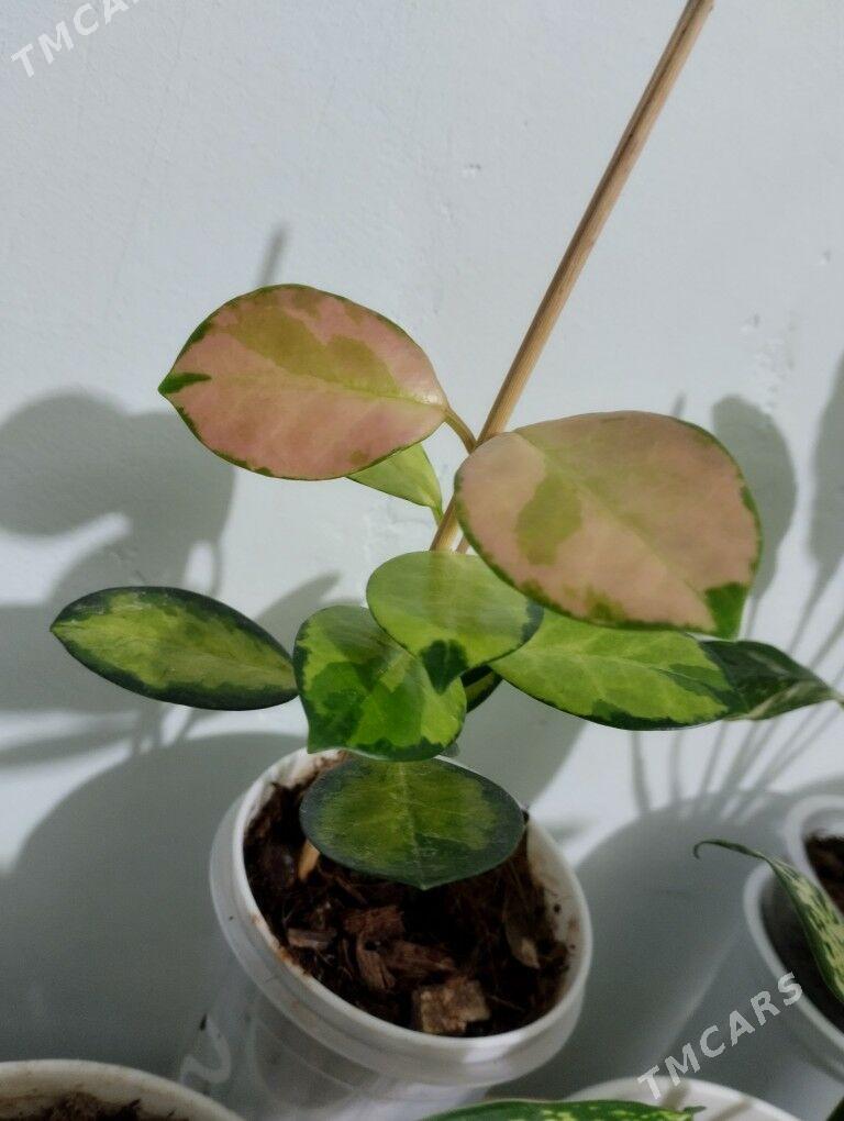 Guller - Туркменбаши - img 8