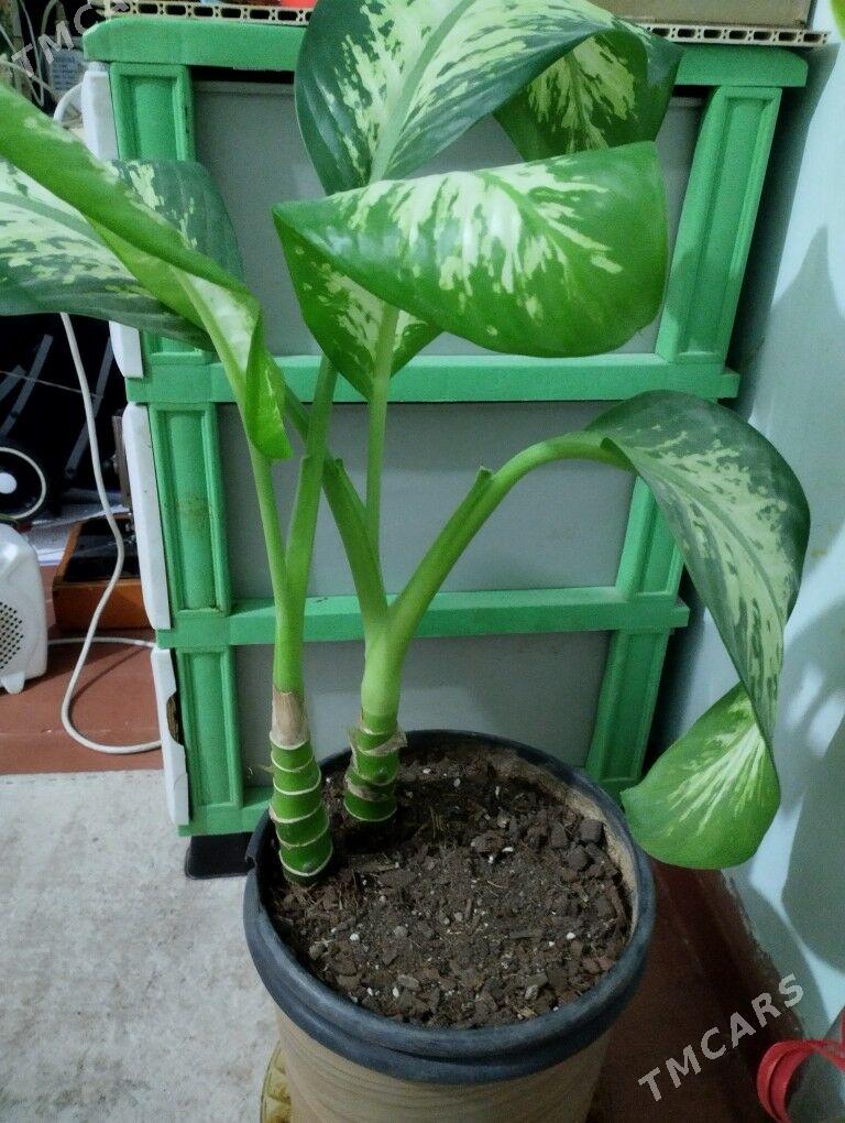 Guller - Туркменбаши - img 7