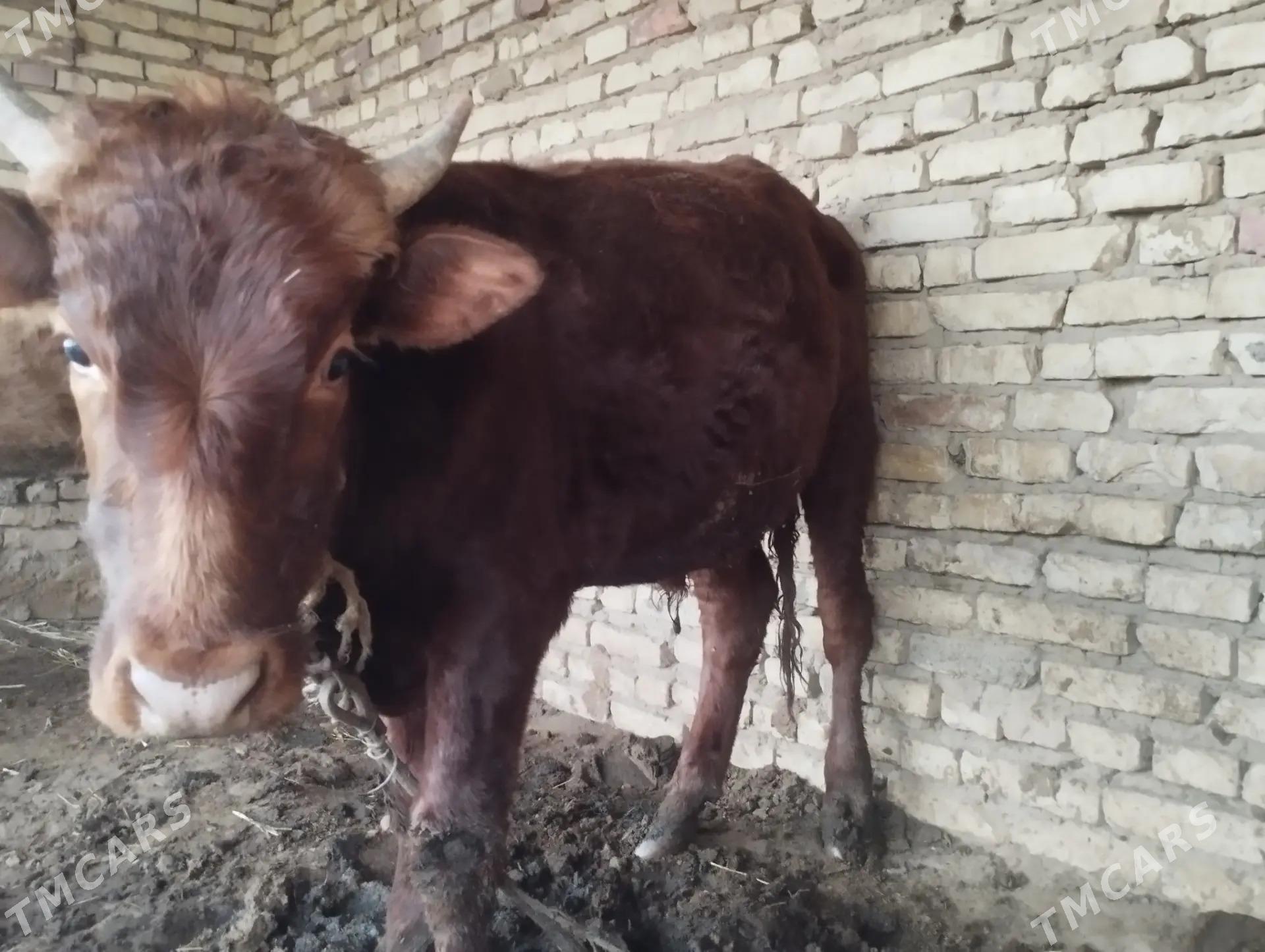 öküz - Бабадайхан - img 1