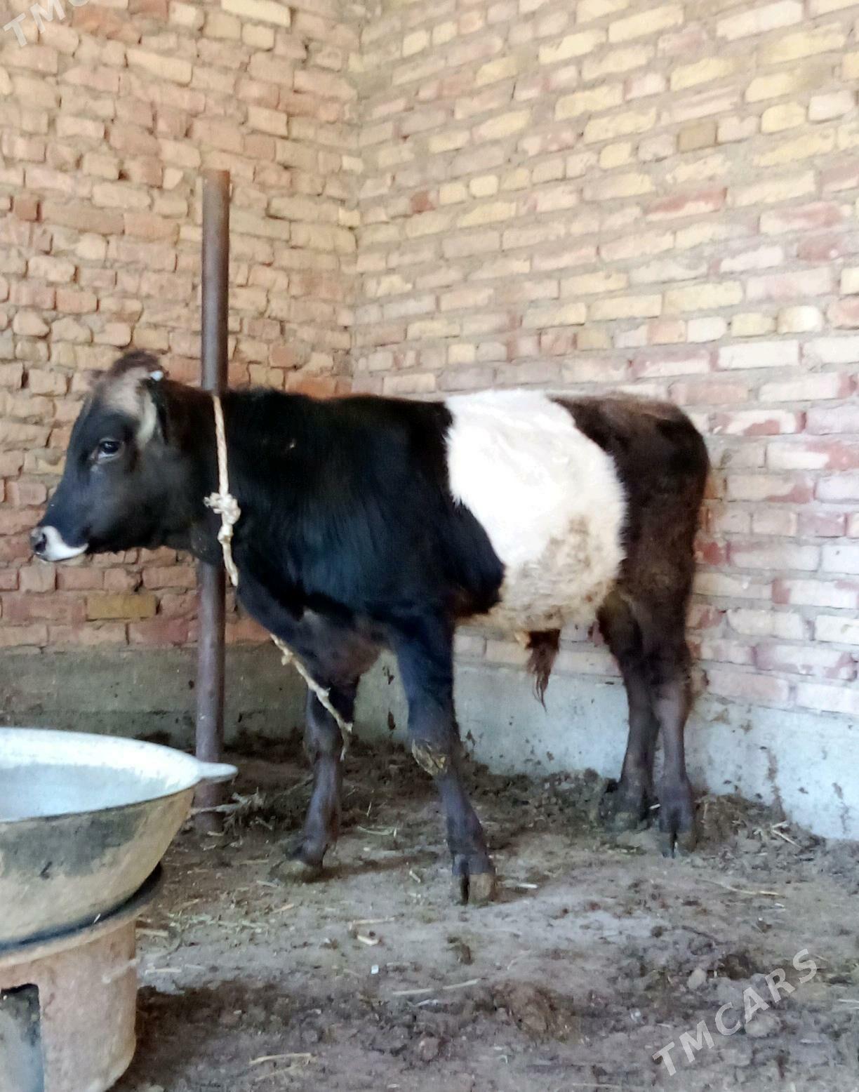 Tohum Öküz Gibrit 8 aýynda - Гёкдепе - img 8