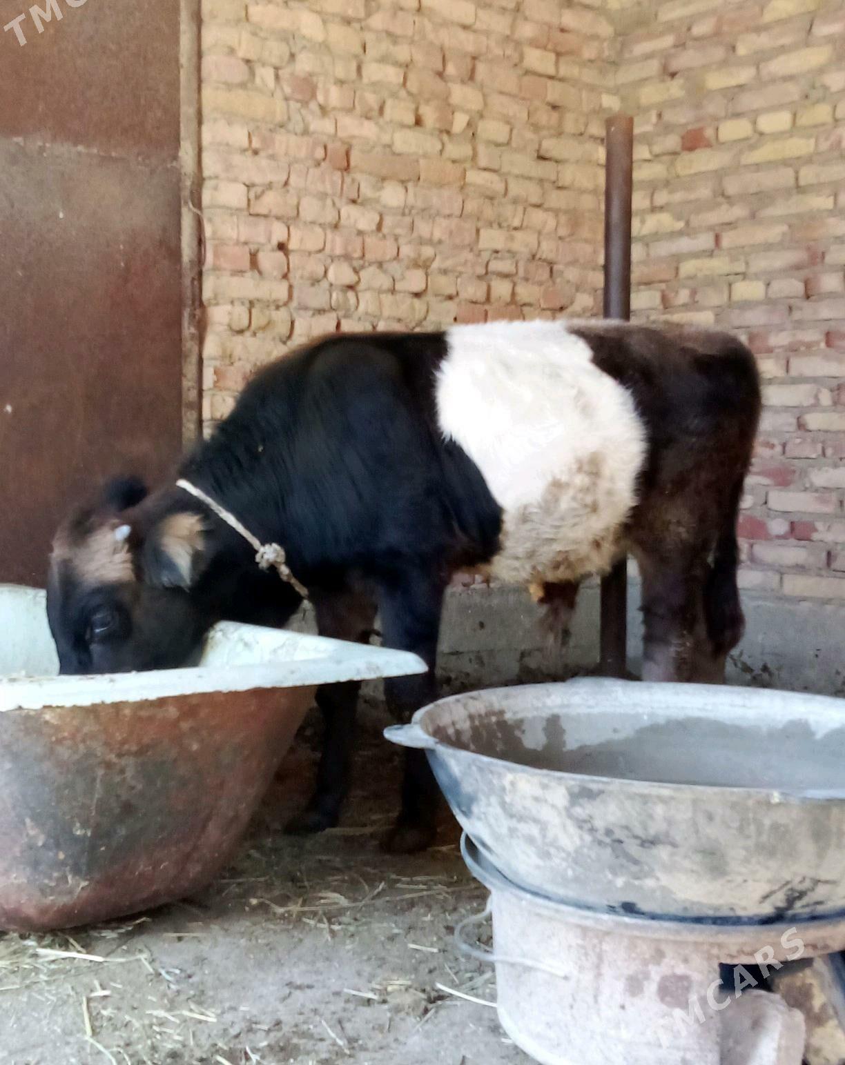 Tohum Öküz Gibrit 8 aýynda - Гёкдепе - img 10