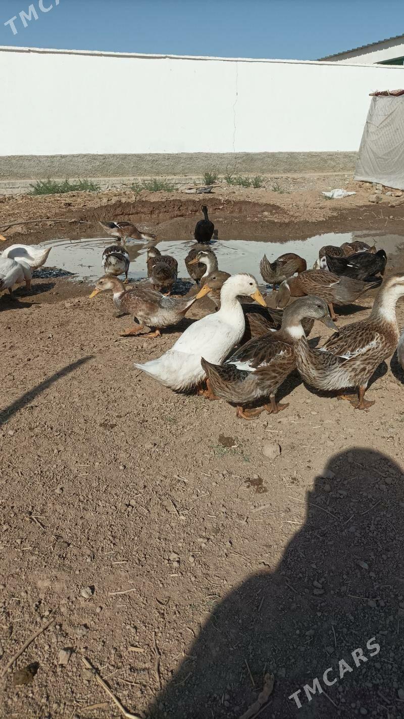 Ordek - Ашхабад - img 9