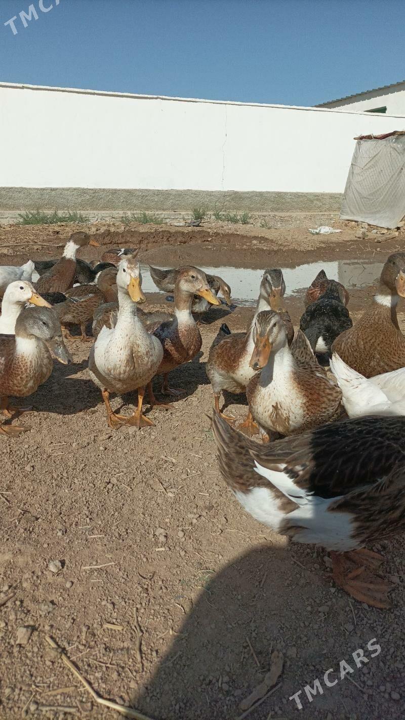 Ordek - Ашхабад - img 5