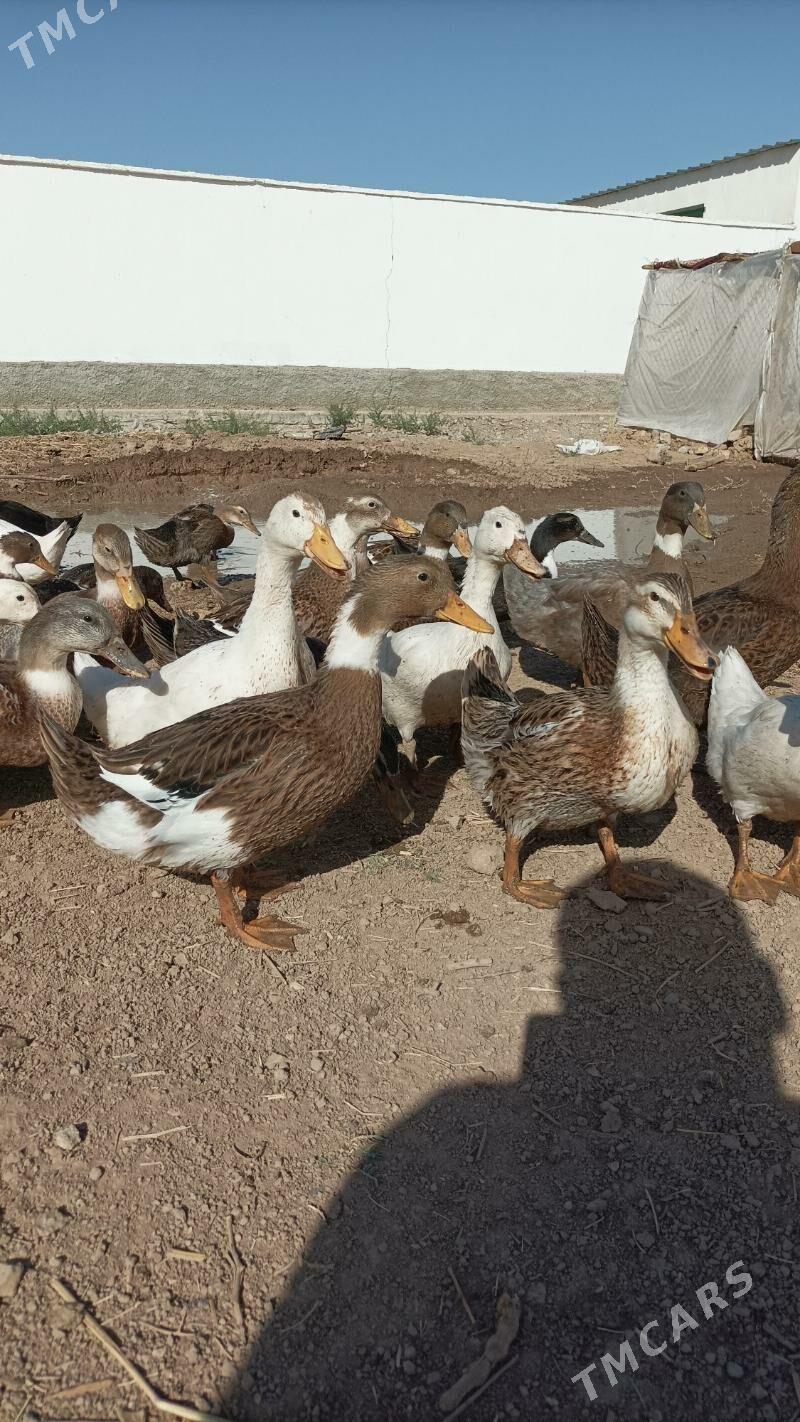 Ordek - Ашхабад - img 1