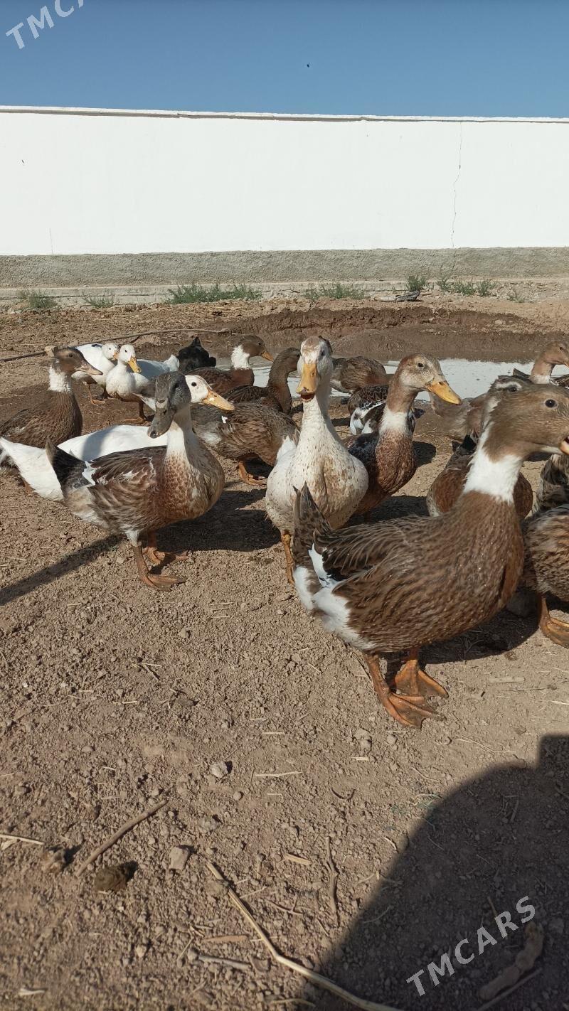 Ordek - Ашхабад - img 4