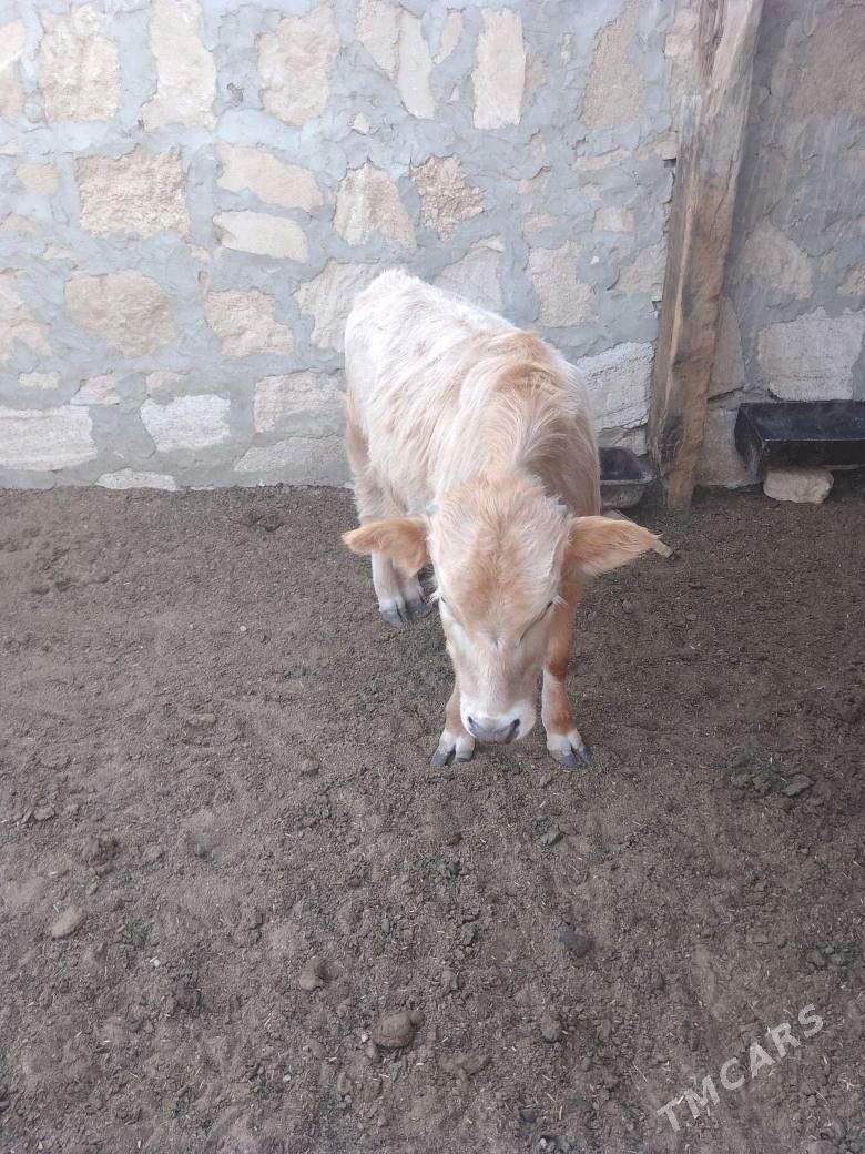 gole - Туркменбаши - img 2