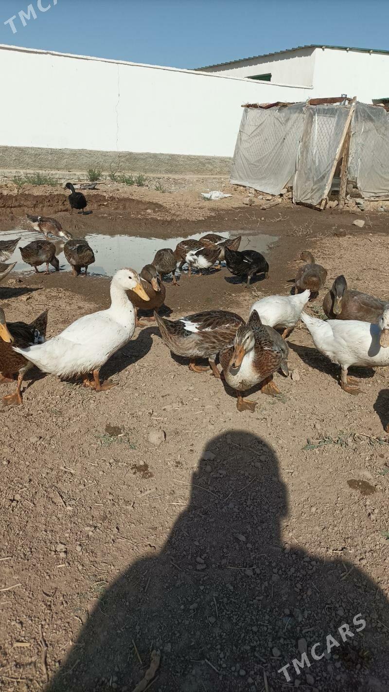 Ordek - Ашхабад - img 10