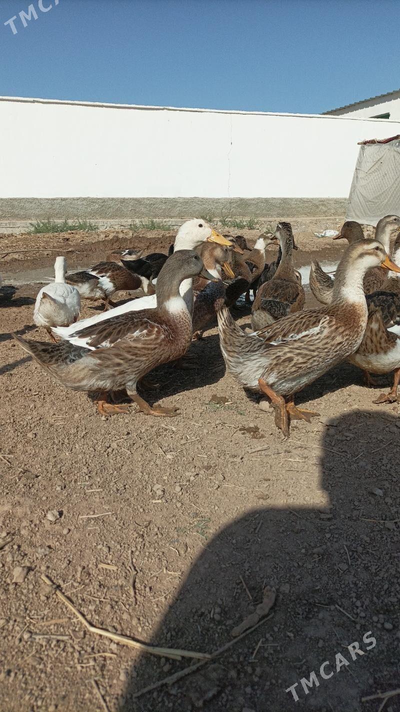 Ordek - Ашхабад - img 6