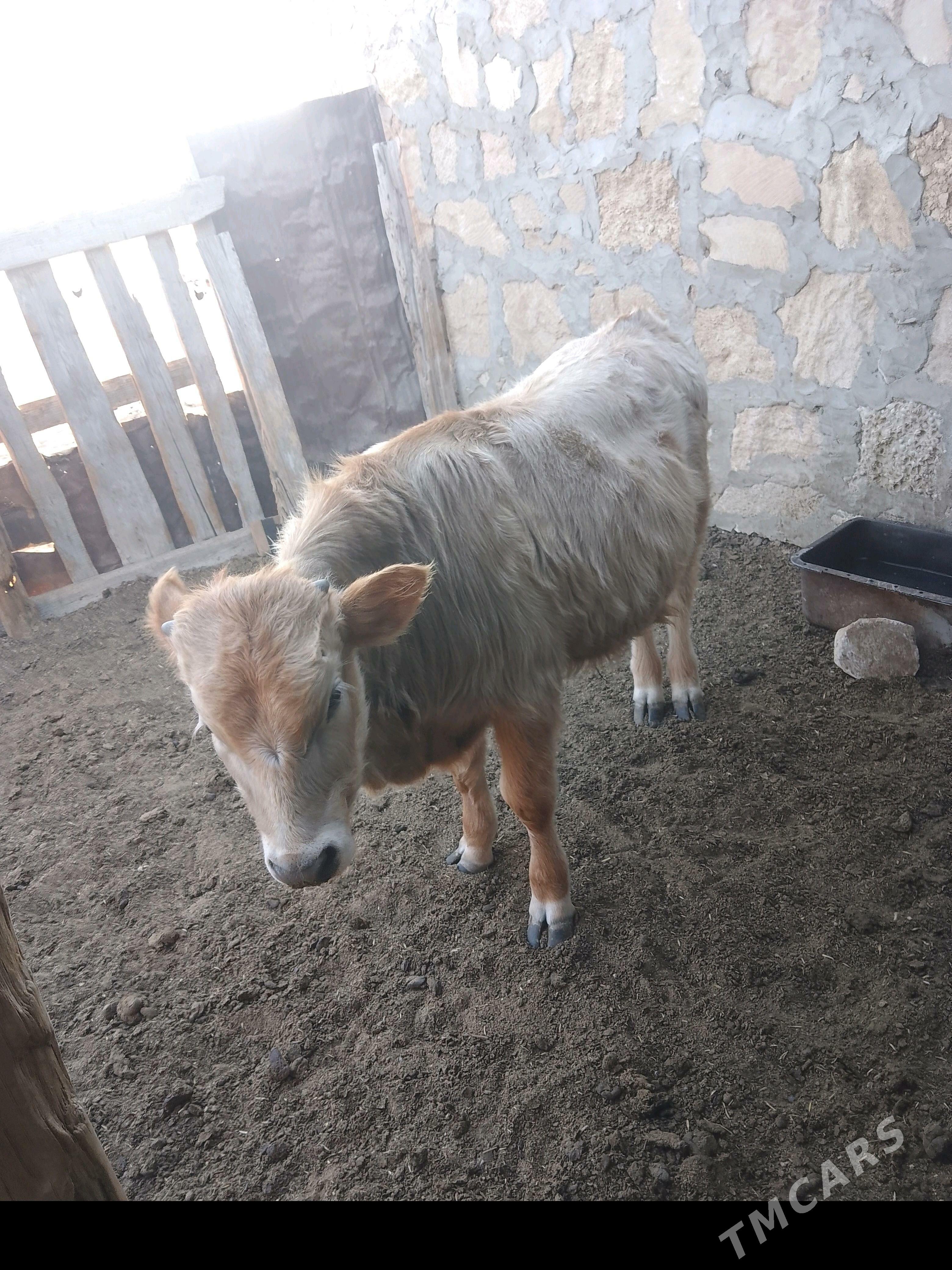 gole - Туркменбаши - img 3