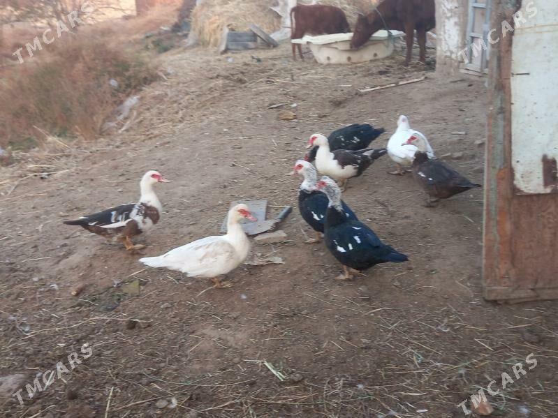 satlyk indautka - Mary - img 3