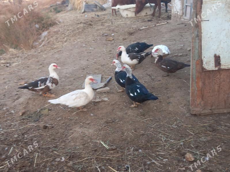 satlyk indautka - Mary - img 2