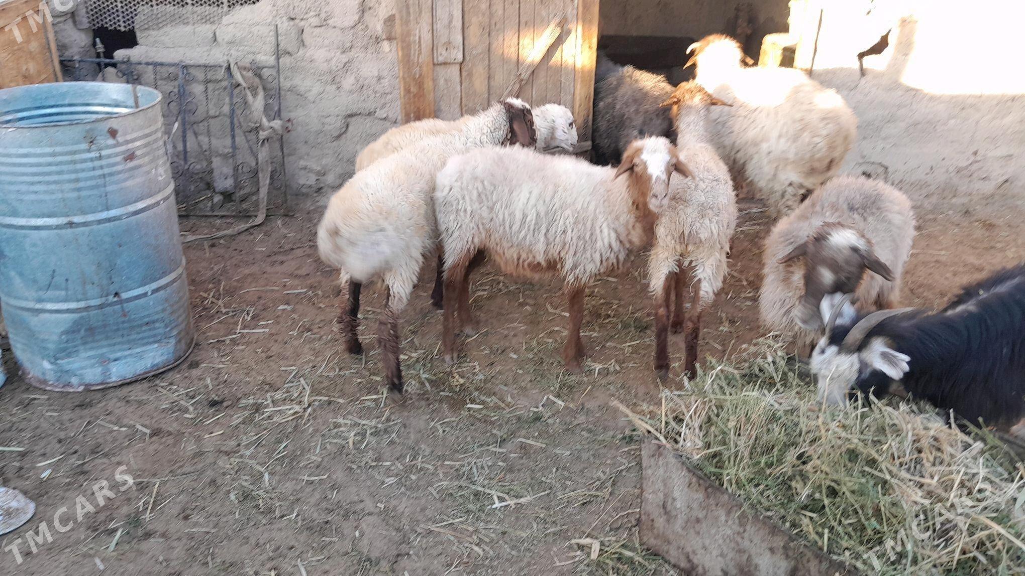 tokly goyun - Гызыларбат - img 1