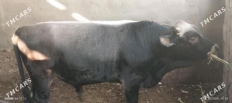 okuz - Ашхабад - img 2