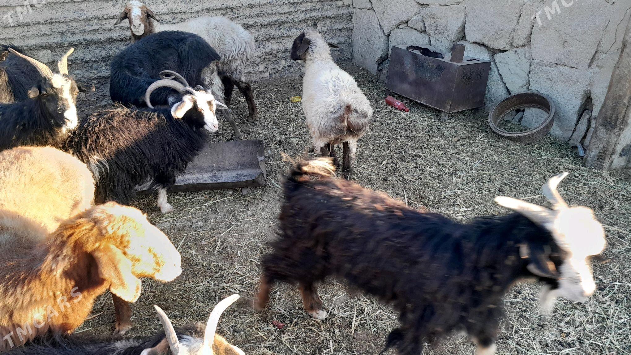 tokly goyun - Гызыларбат - img 2