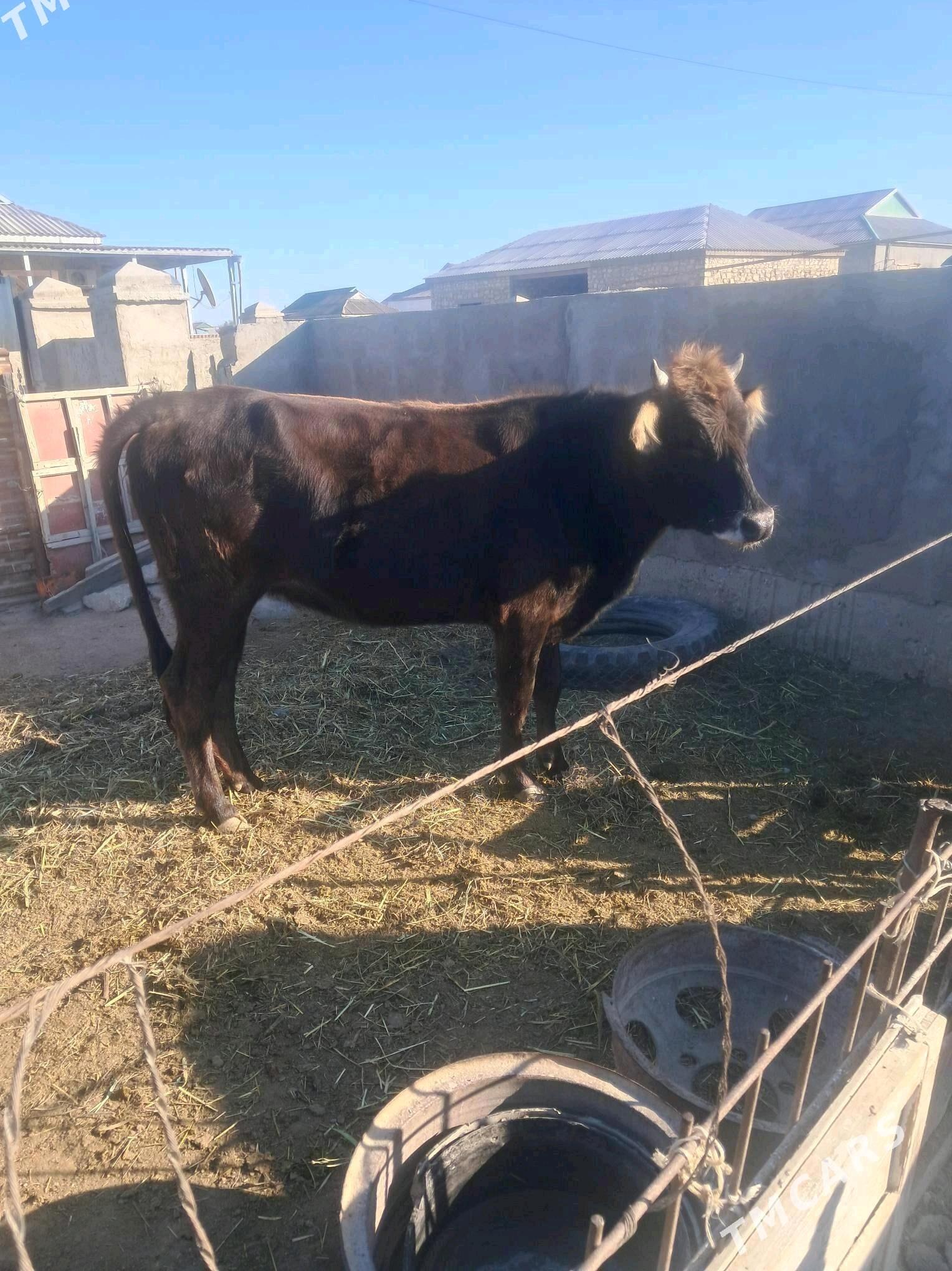 Gacar - Берекет - img 2