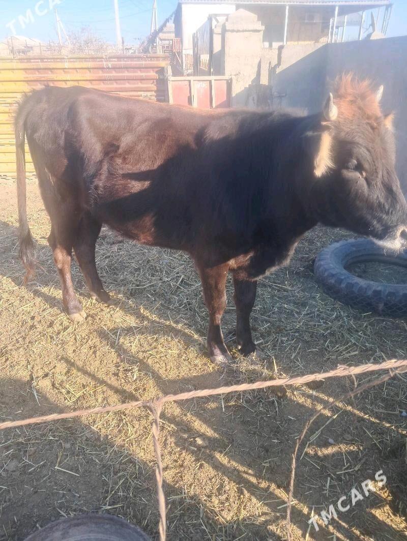 Gacar - Берекет - img 3