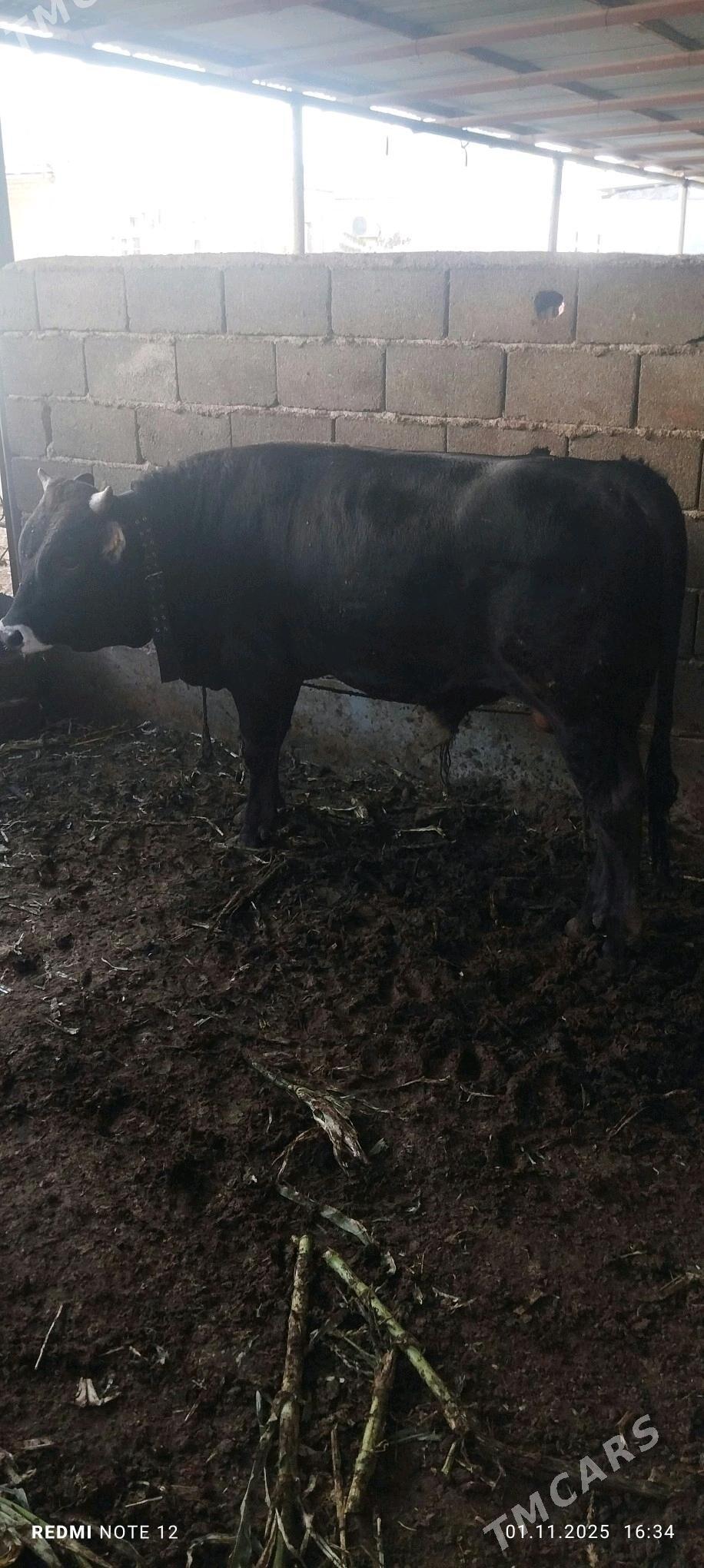 okuz - Ашхабад - img 1