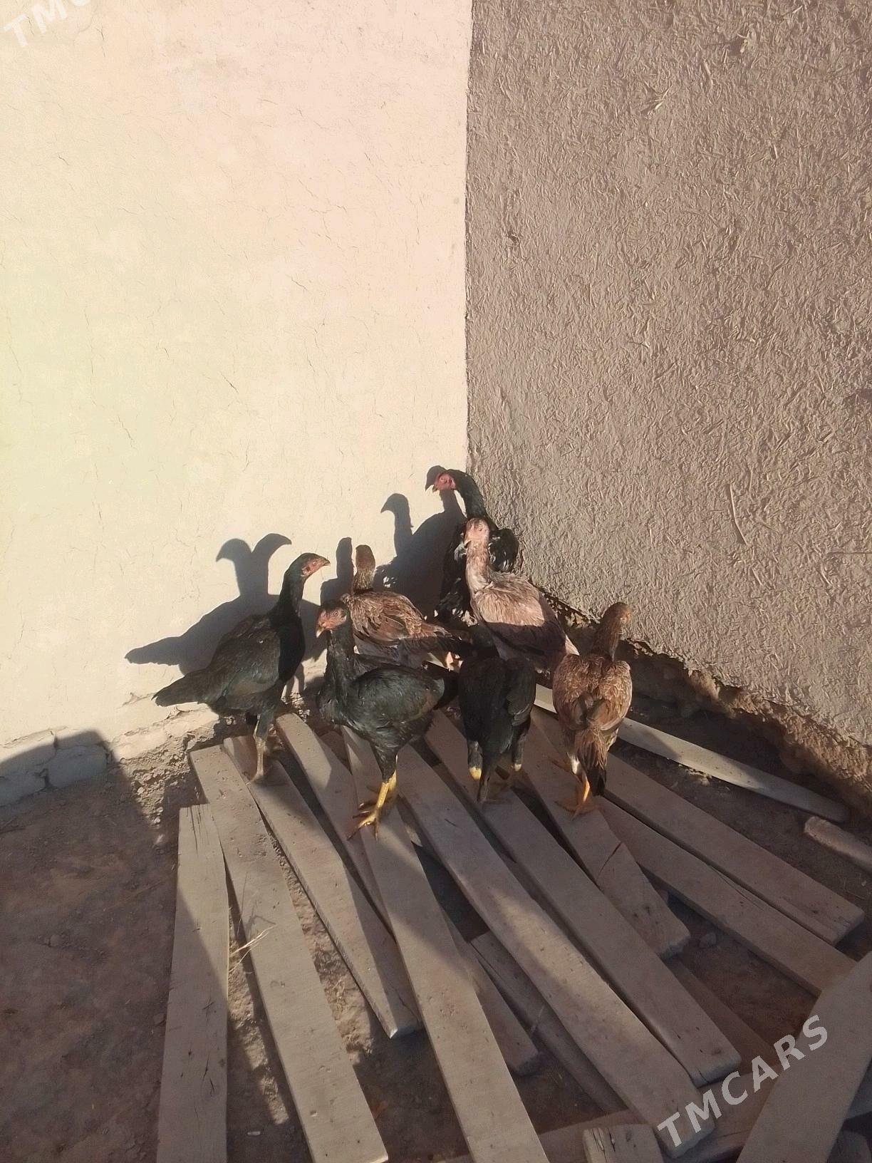 Dekan horaz - Ruhubelent etraby - img 7