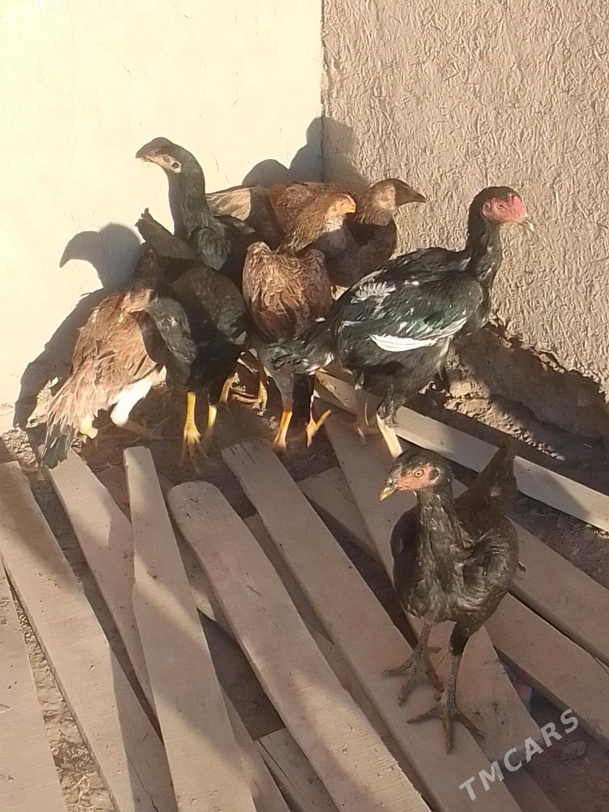 Dekan horaz - Ruhubelent etraby - img 5