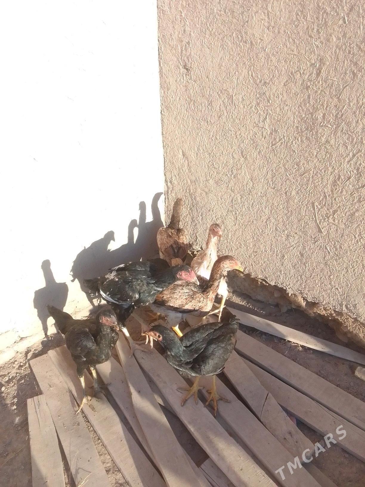 Dekan horaz - Ruhubelent etraby - img 6