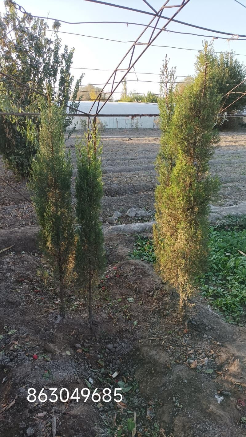 kipariz ýolka agajy - Чарджоу - img 5