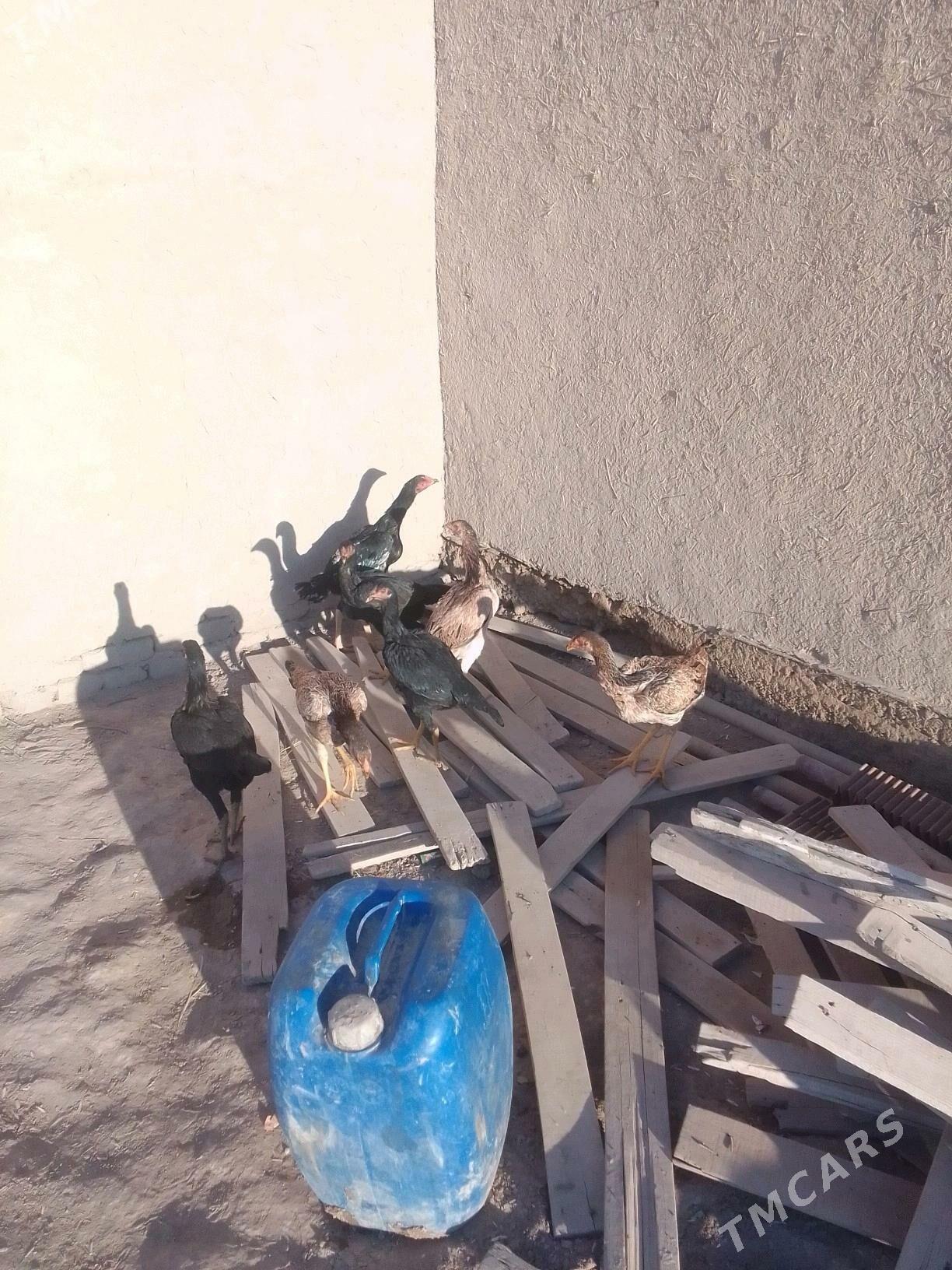 Dekan horaz - Ruhubelent etraby - img 9