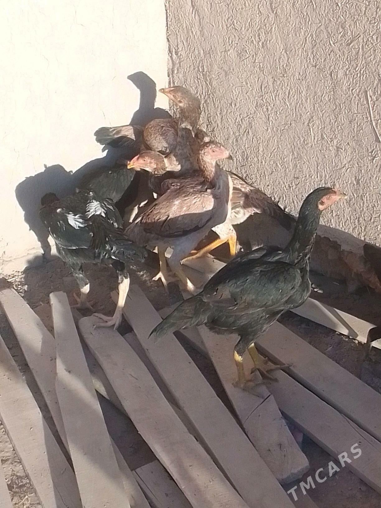 Dekan horaz - Ruhubelent etraby - img 2