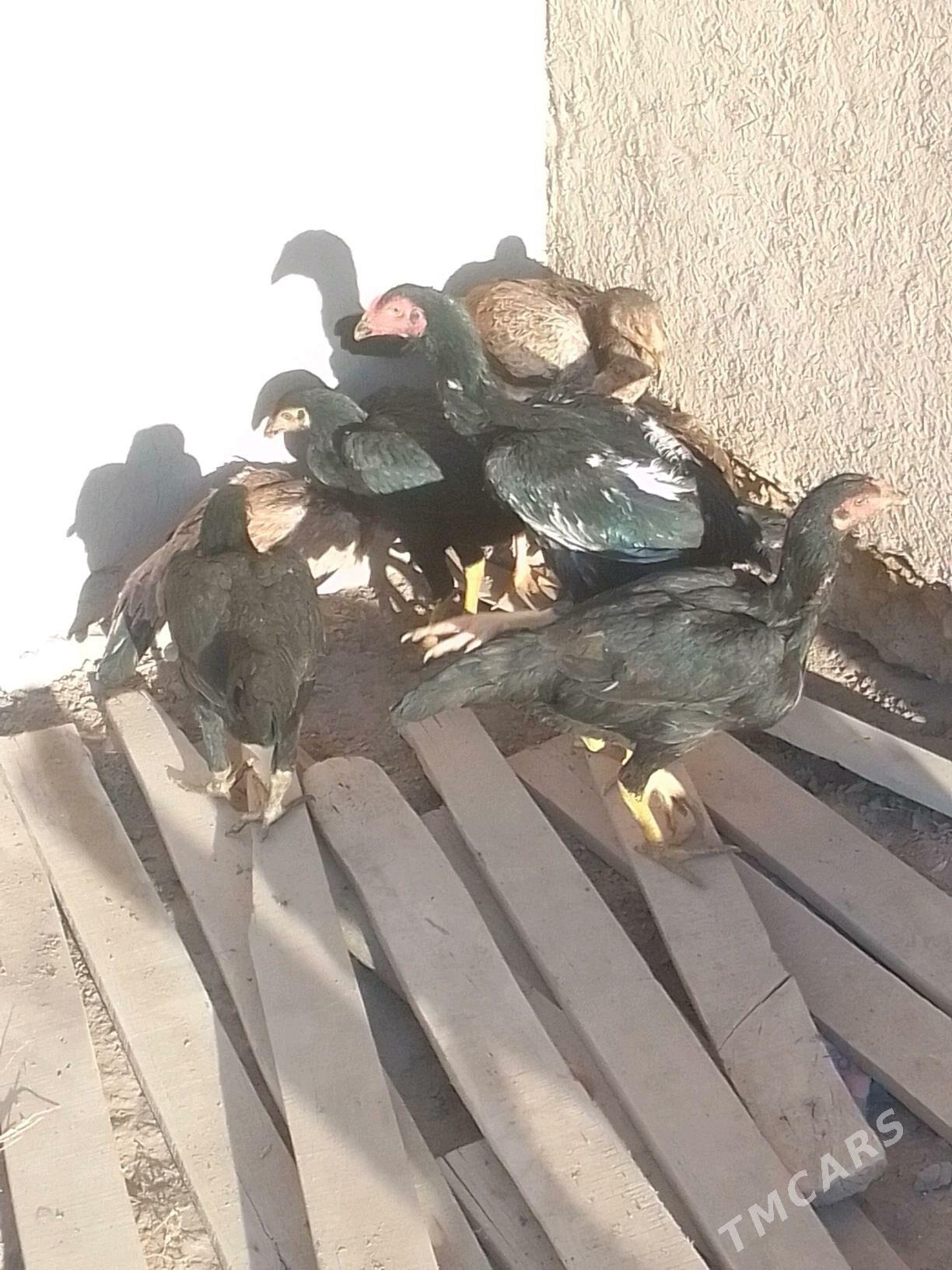 Dekan horaz - Ruhubelent etraby - img 3