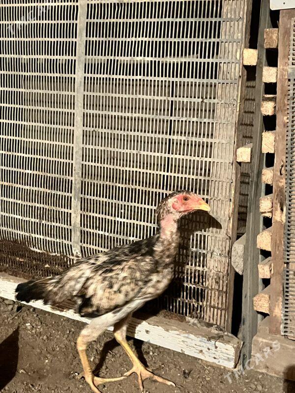 juja ozbek - Шабатский этрап - img 4