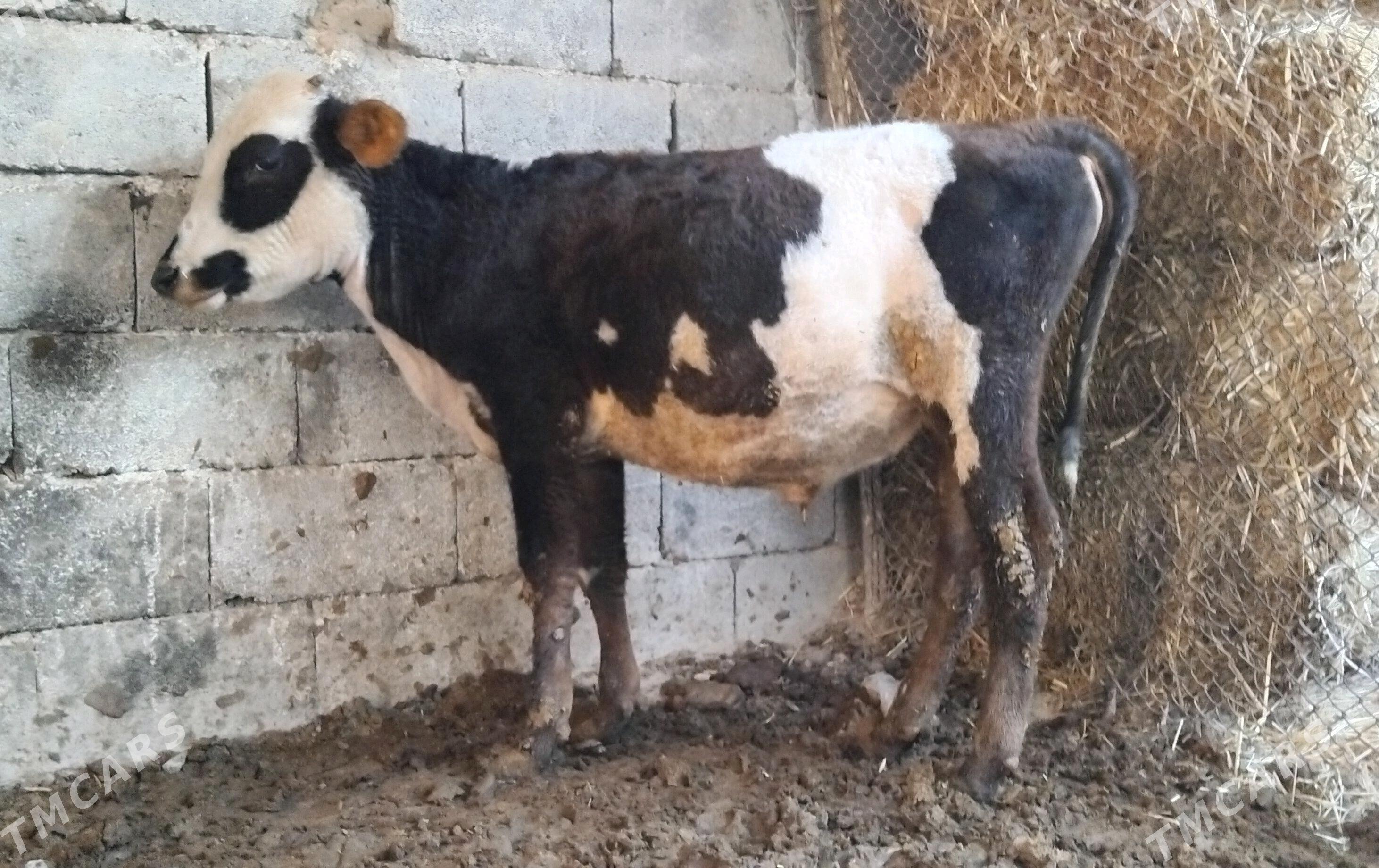 Gole okuz Galyşteýin - Гуртли - img 1