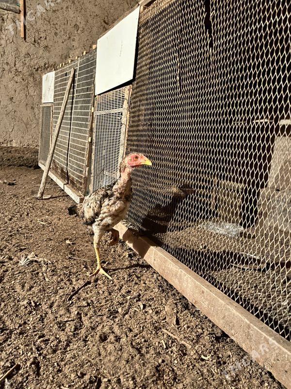 juja ozbek - Шабатский этрап - img 1