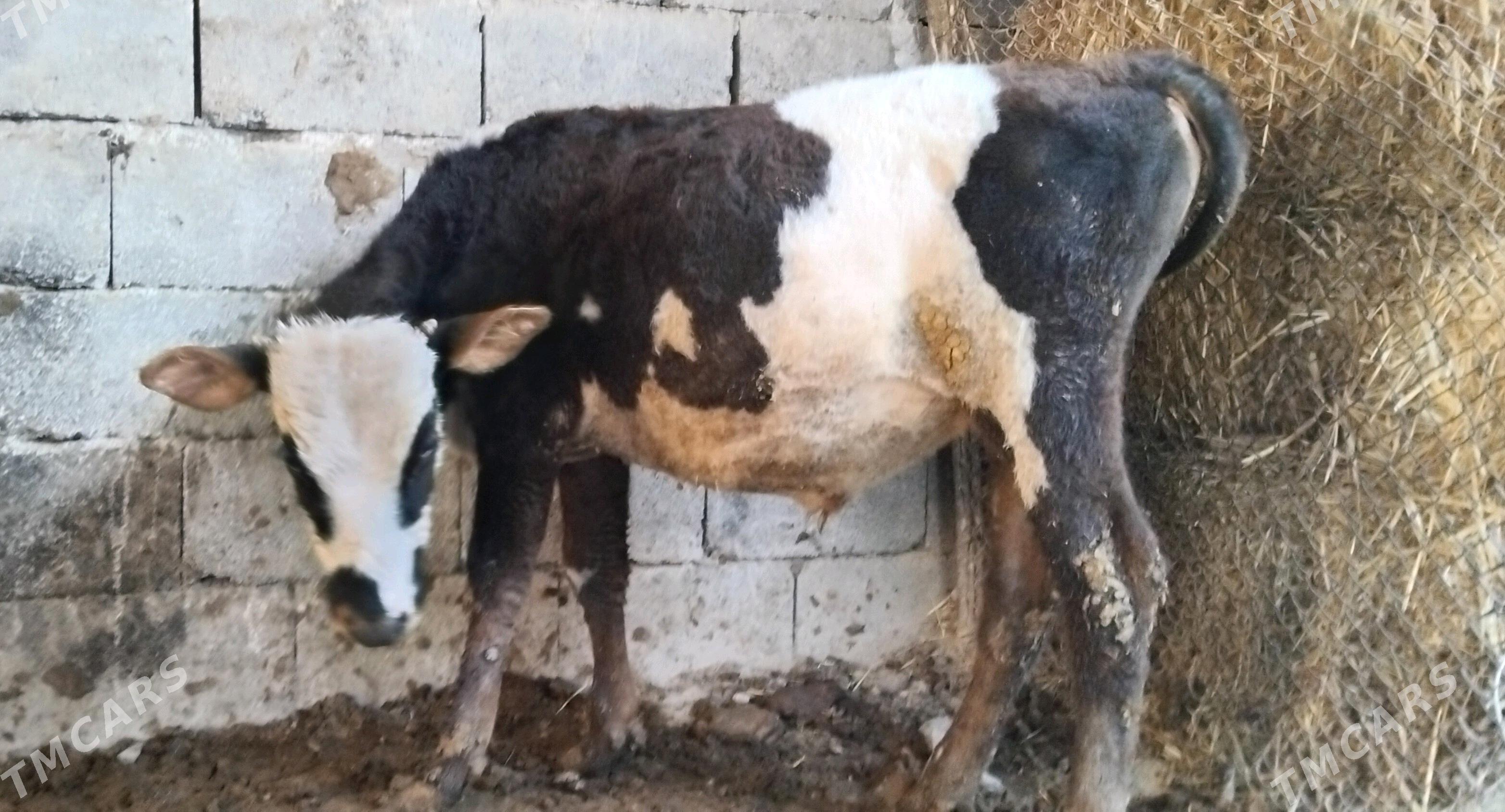 Gole okuz Galyşteýin - Гуртли - img 2