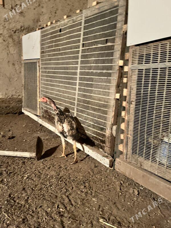 juja ozbek - Шабатский этрап - img 3