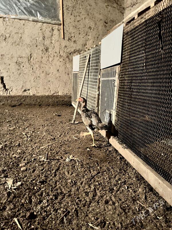 juja ozbek - Шабатский этрап - img 5