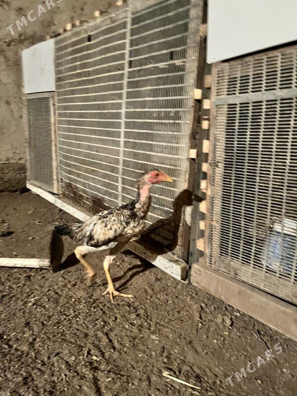 juja ozbek - Шабатский этрап - img 2