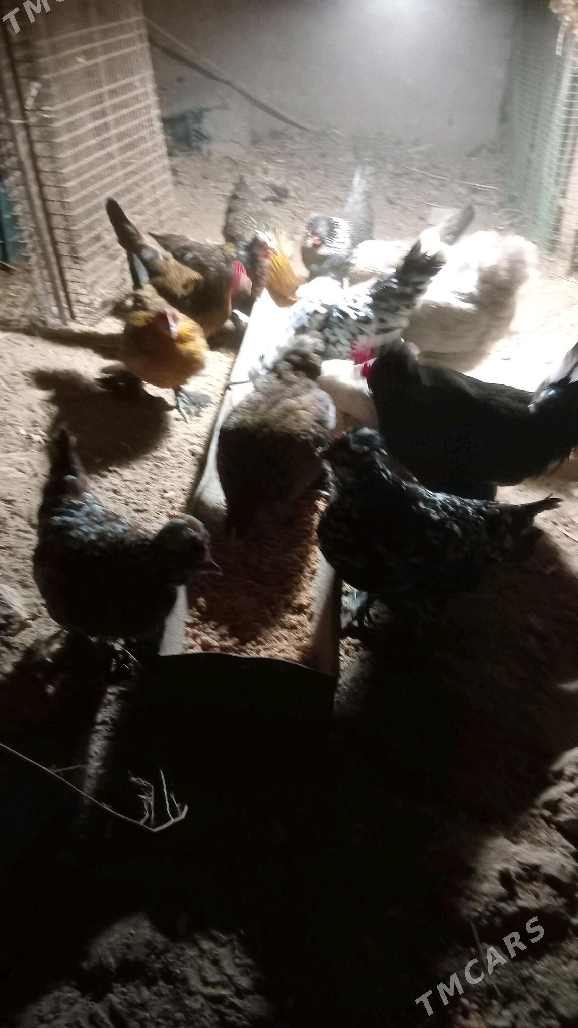 karlik - Türkmenabat - img 2