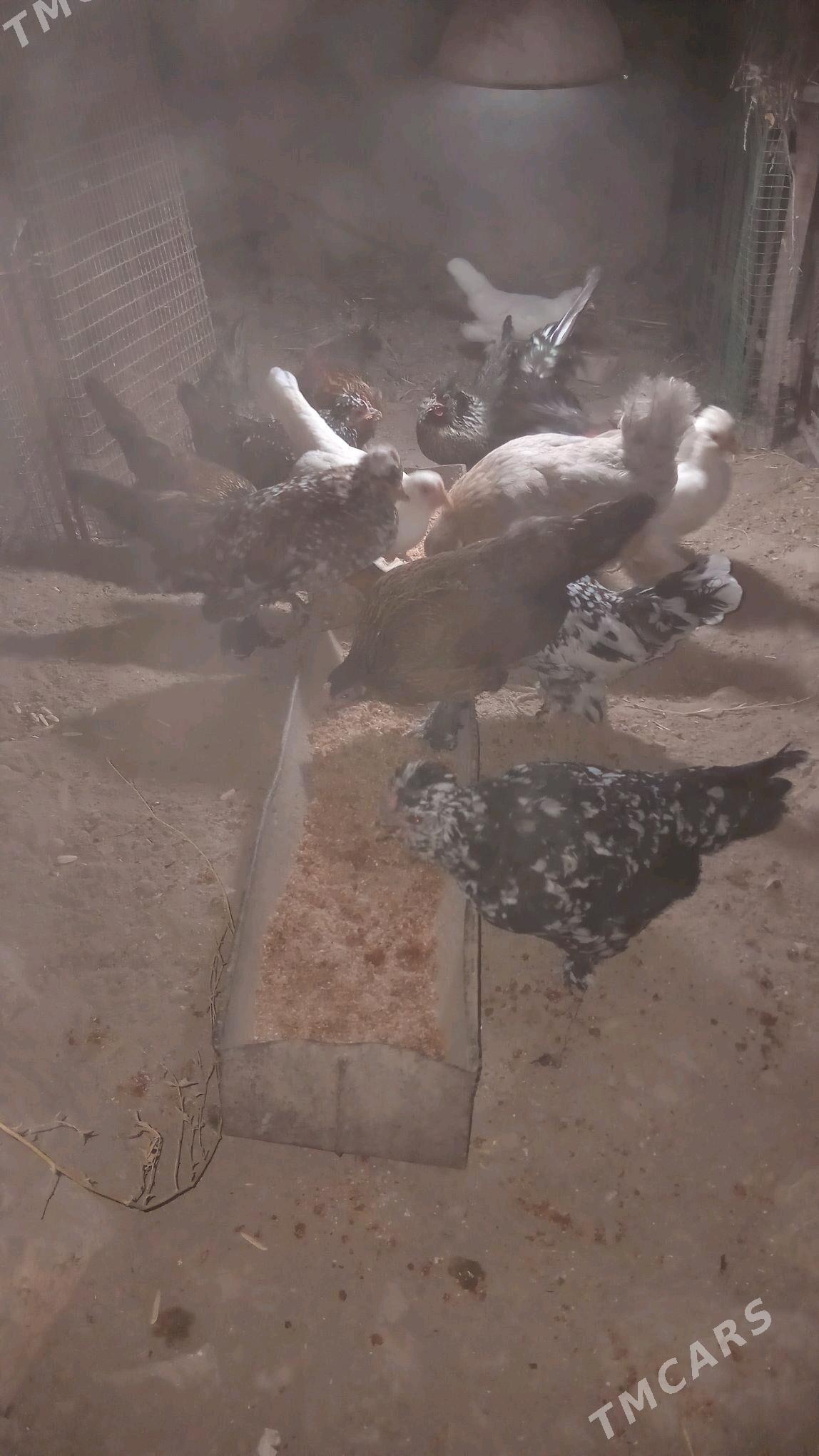 karlik - Türkmenabat - img 4