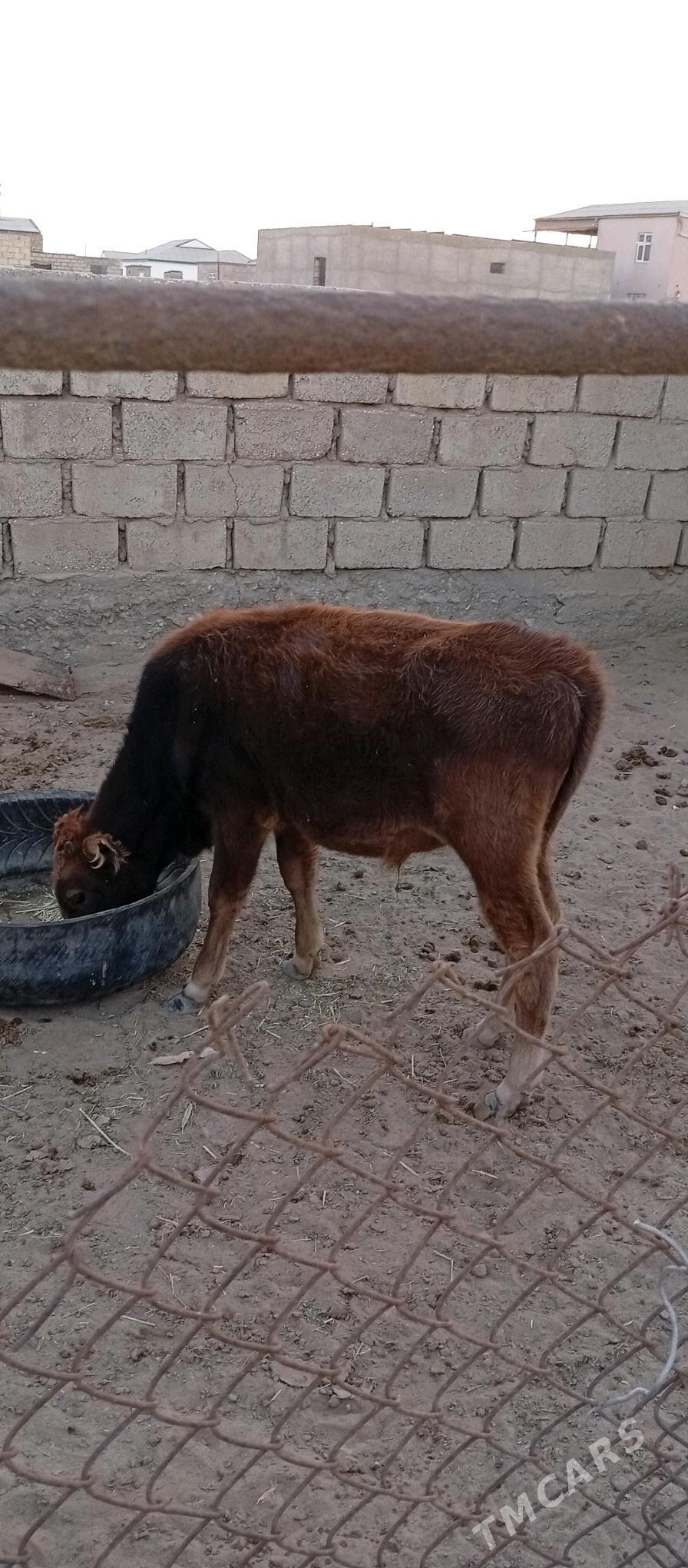 öküzçe gaçar - Эсенгулы - img 1