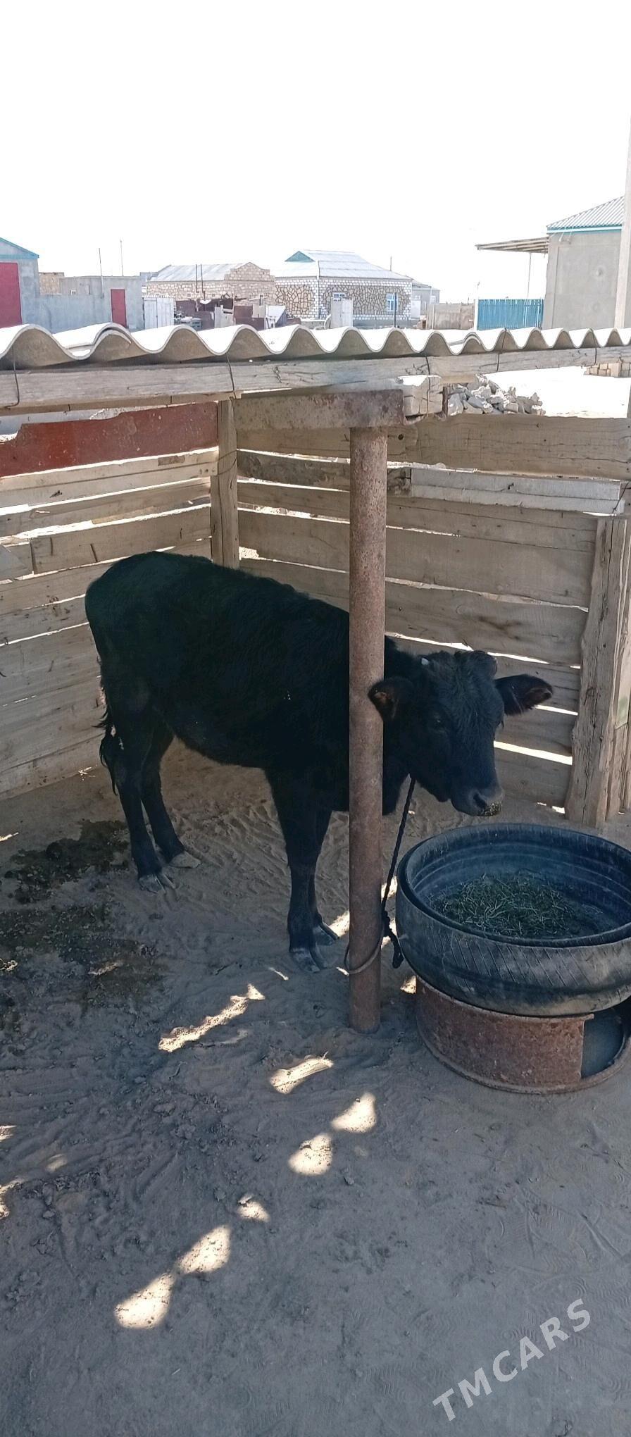 öküzçe gaçar - Эсенгулы - img 2