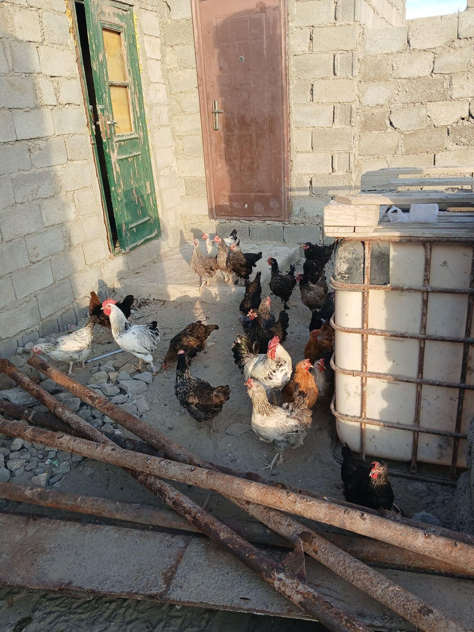 куры - Hazar - img 2