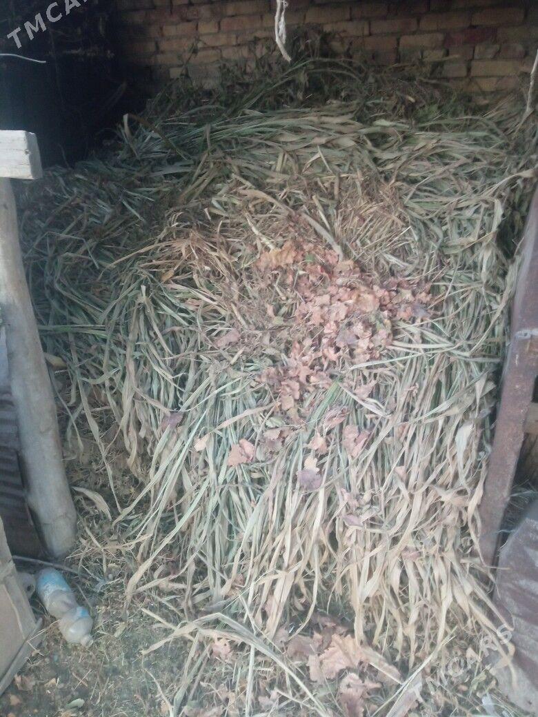 Mal oty - Чарджоу - img 2