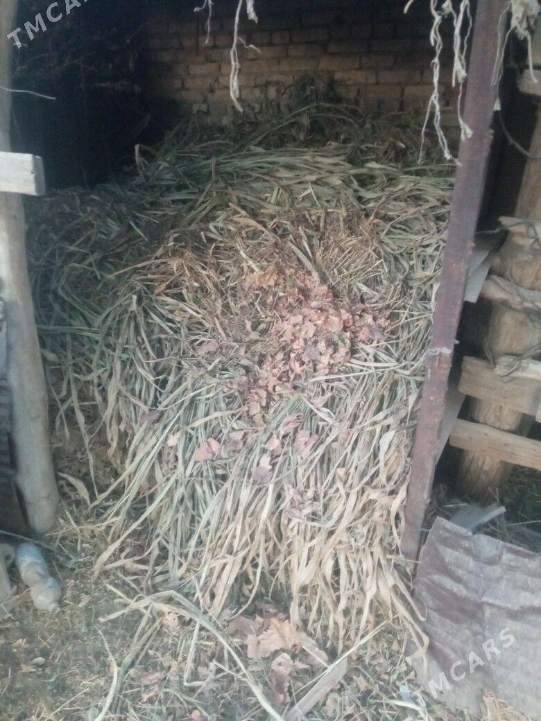 Mal oty - Чарджоу - img 1